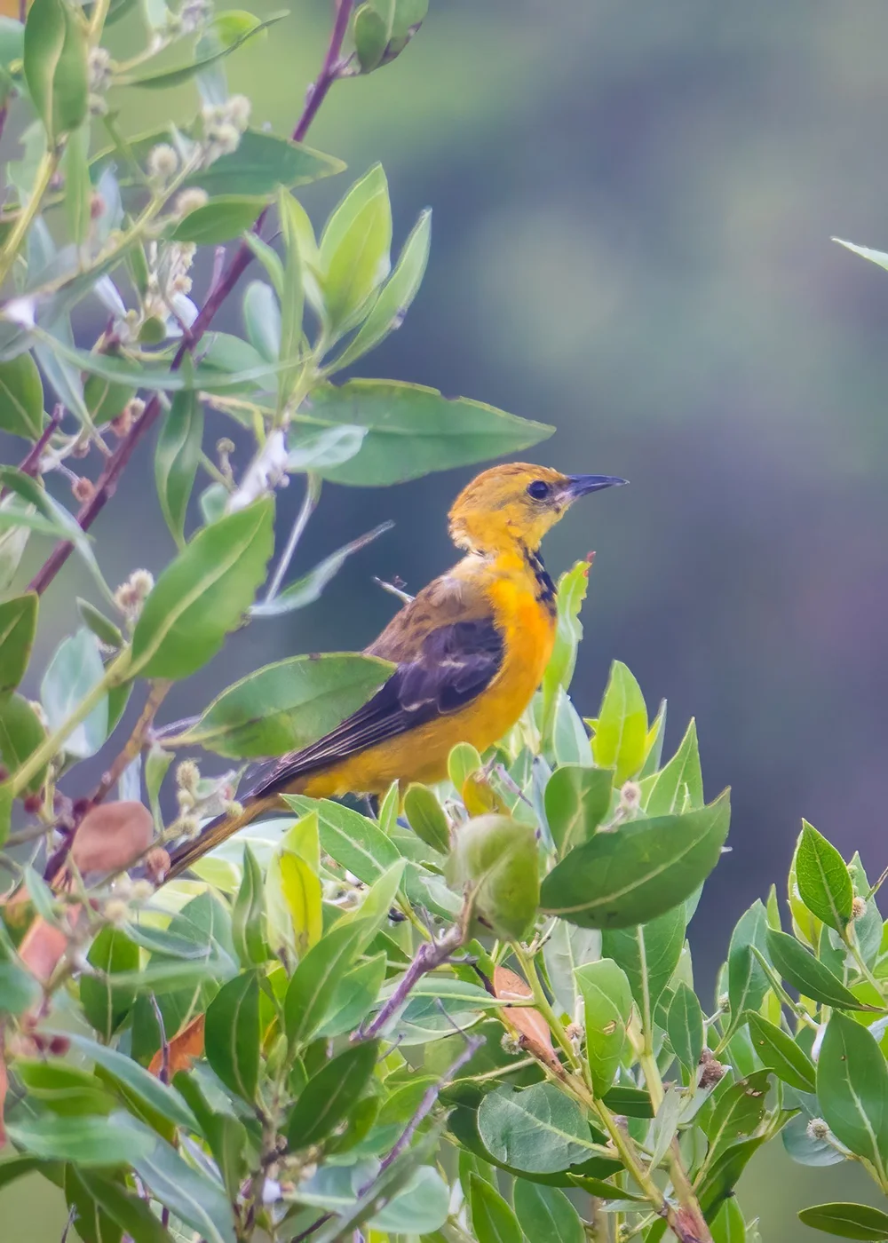  I'm not sure about this one. I think it's a type of oriole, but the colours are odd. 