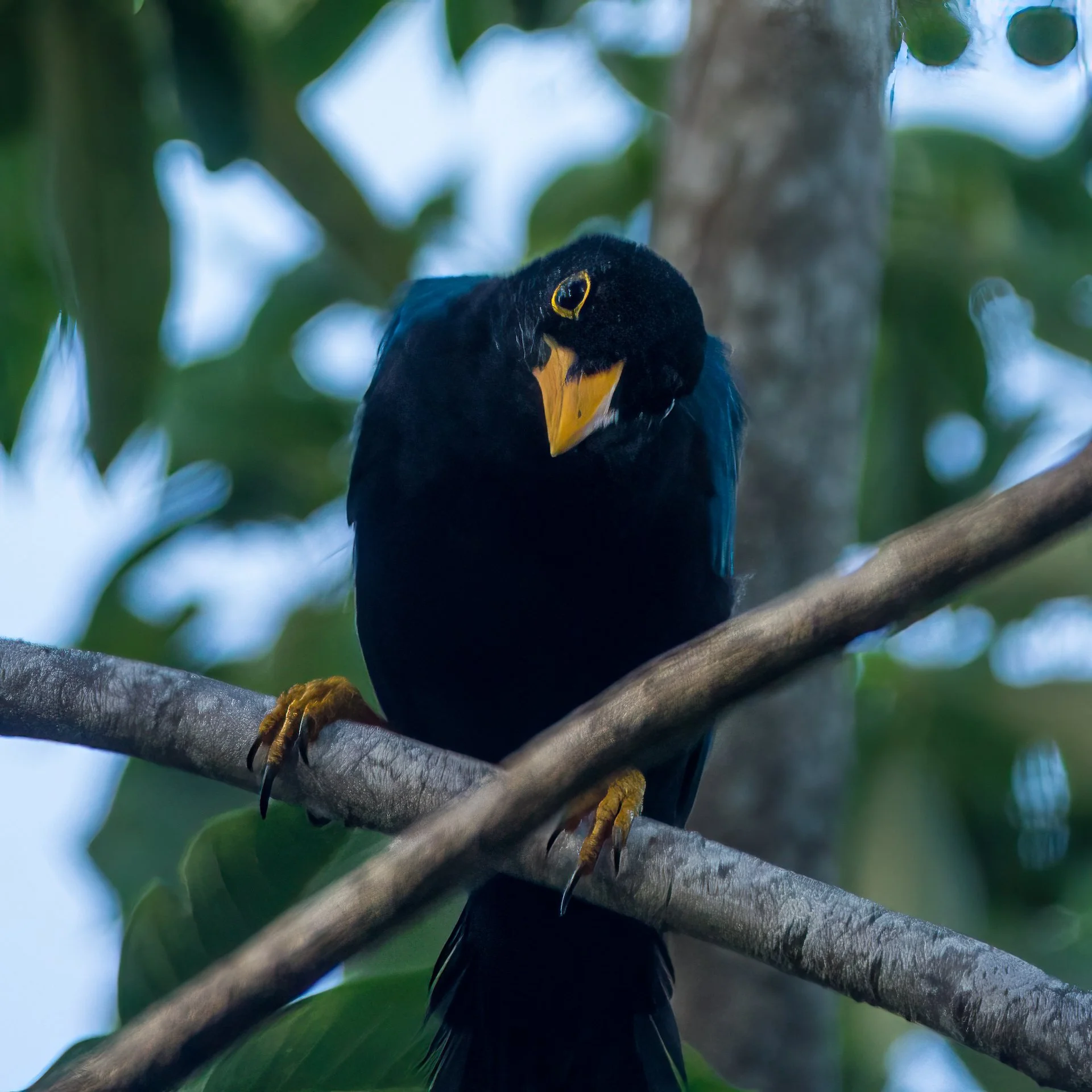  Another one I'm not sure of. Nothing comes up in the bird app... 
