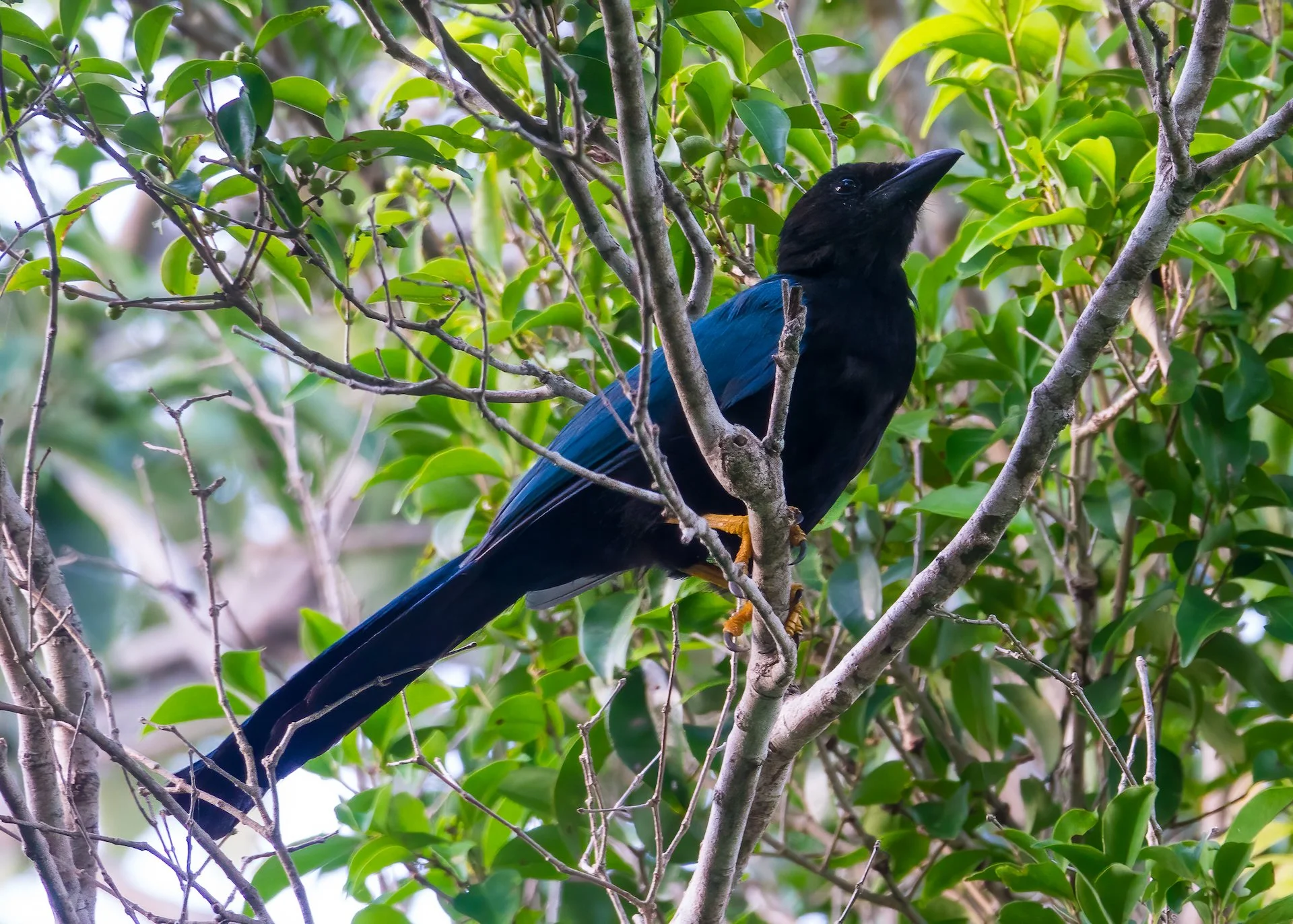  Yuctan Jay 