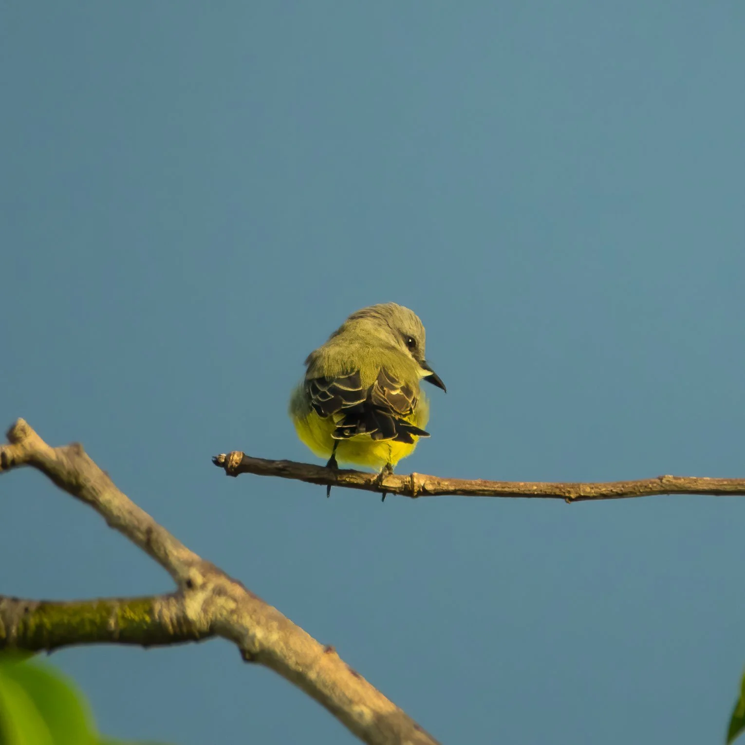  Tropical Kingbird 