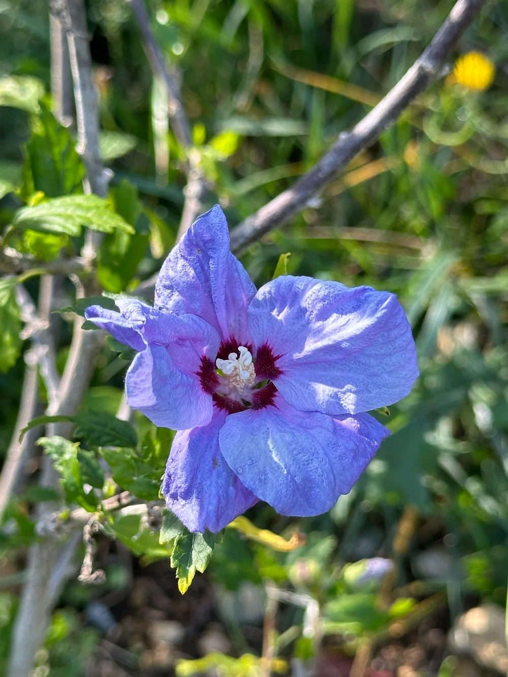  The Rose of Sharon I planted late in the year had one blossom on it. 