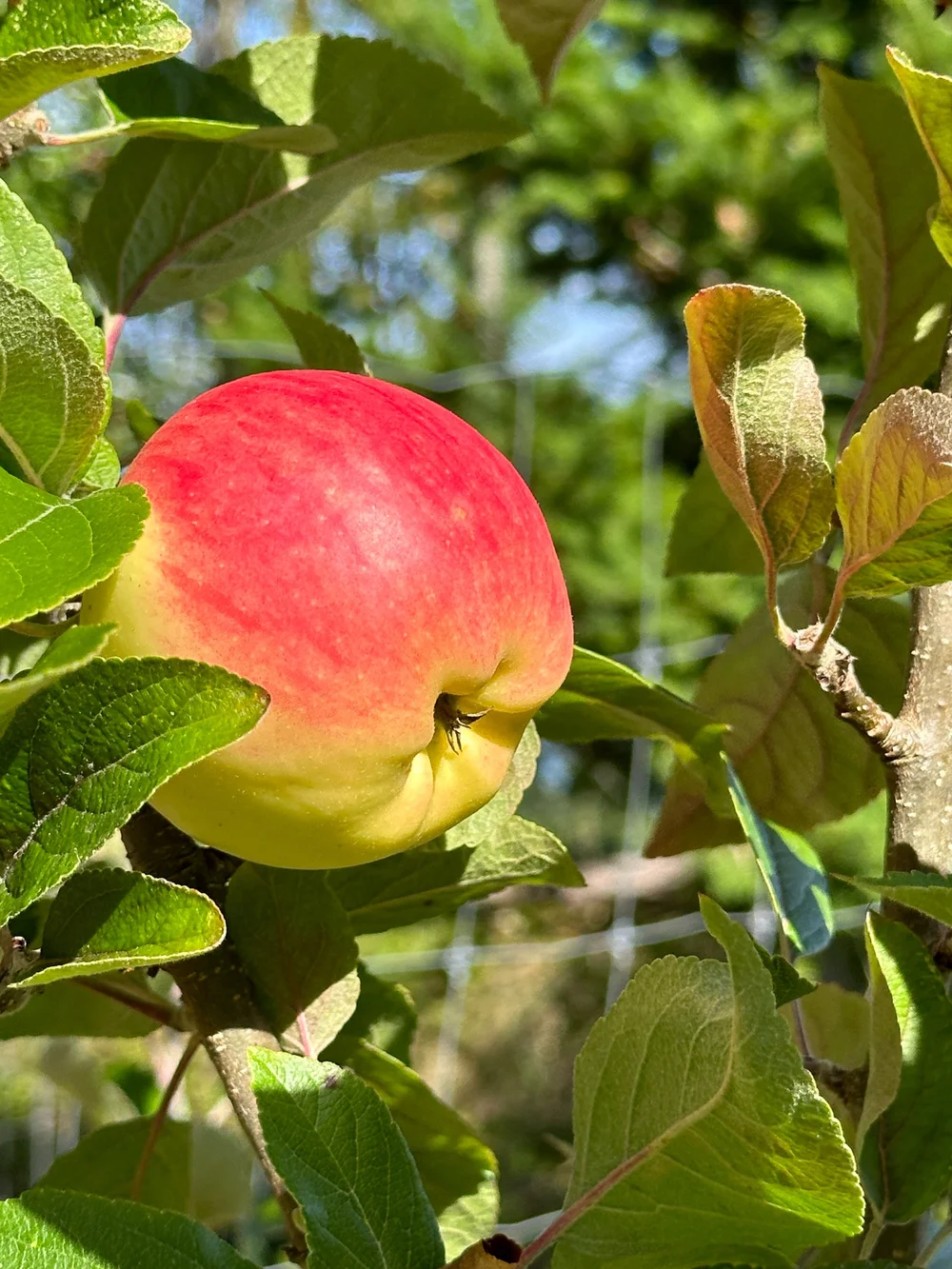  And our one apple tree with it's 5 apples was still looking good. We tried one, but I think it was still too early.  