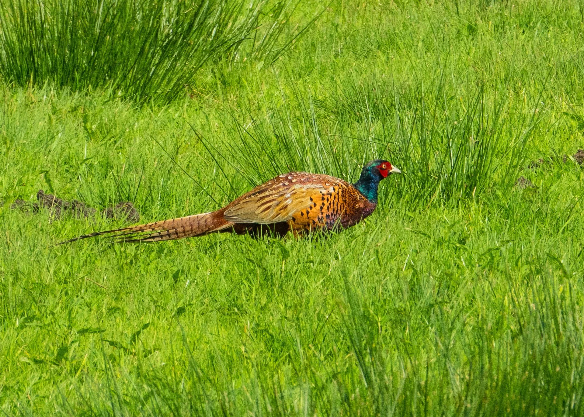 08 Zaanse Schans - 19.jpeg