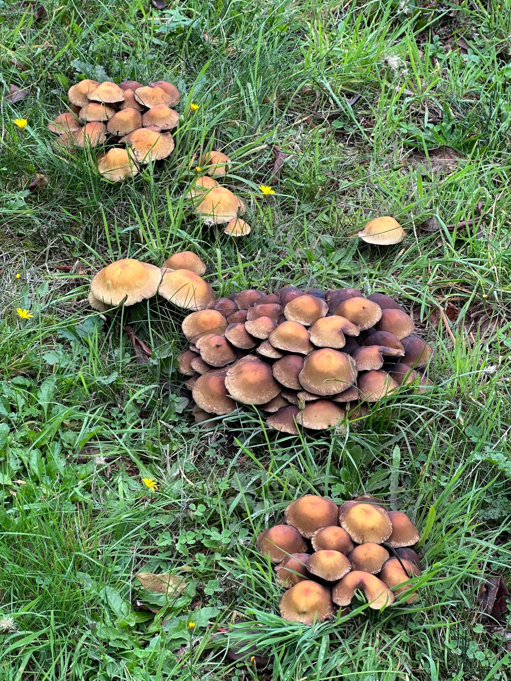  It's mushroom season! Our lawn is covered in them right now. And we've had the best year for finding edible ones in the forest. 
