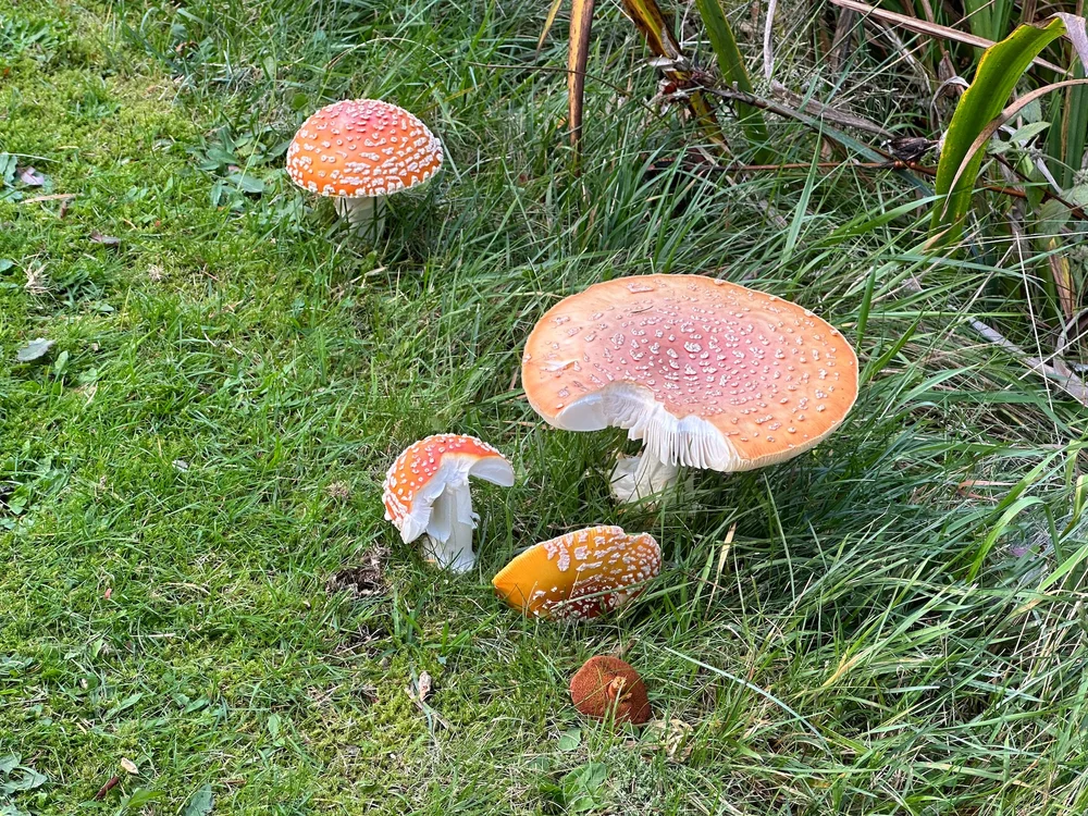  I got out golfing. These ones were on the golf course - I just missed these ones at their peak. The big one was the size of a small plate. 