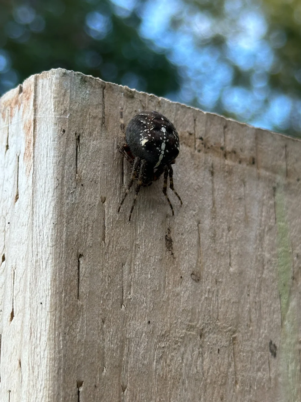  Justine found this very cool spider on one of the posts in the orchard. His body was pretty big - between a nickel and a quarter in size. I've not seen one like this before. 