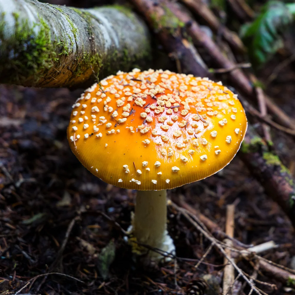 09 Sea to Sky - 14.jpeg