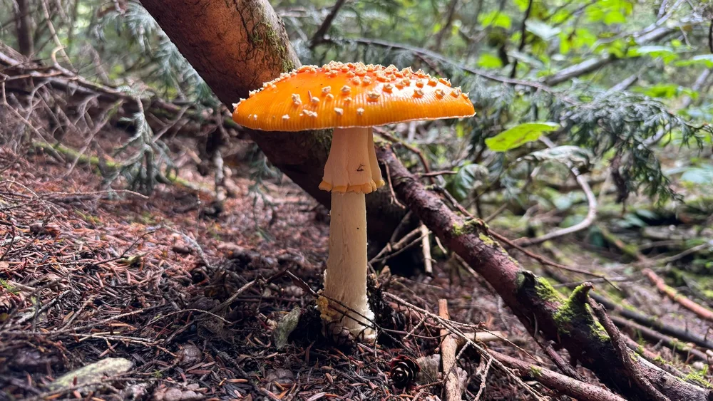 09 Sea to Sky - 16.jpeg