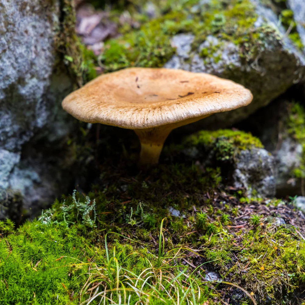  We saw a huge variety of mushrooms on the hike, from the mundane LBM… 