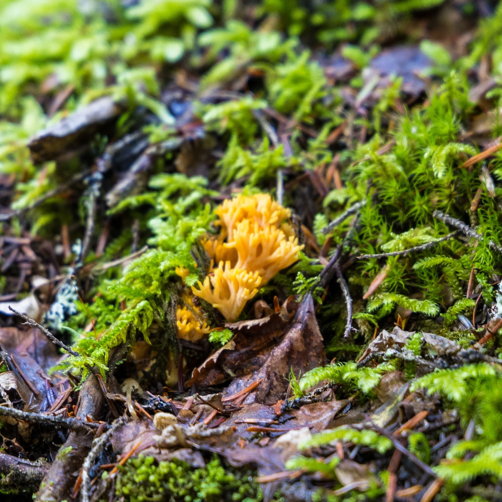…to some tiny, but intricate varieties…