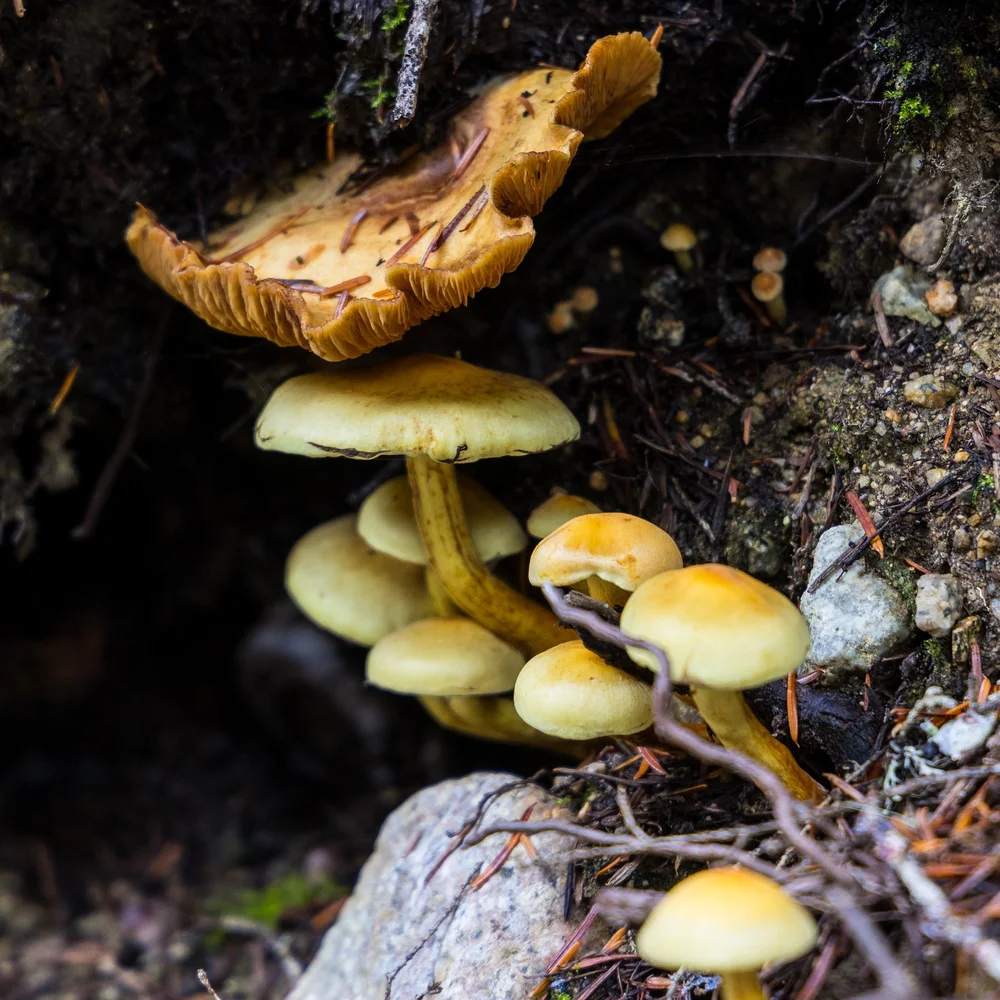  …to collections of different kinds together. 