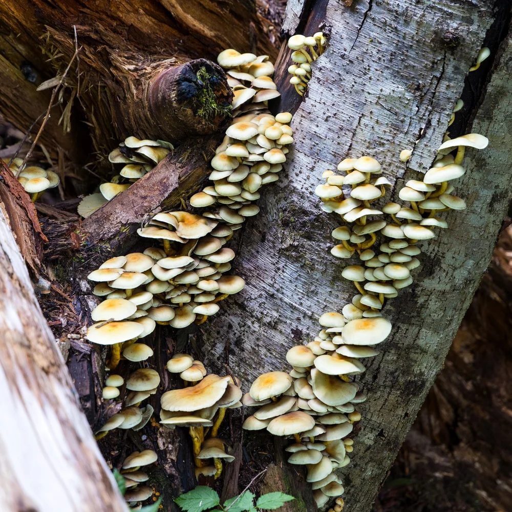  There were old trees just covered in mushrooms in some places.  