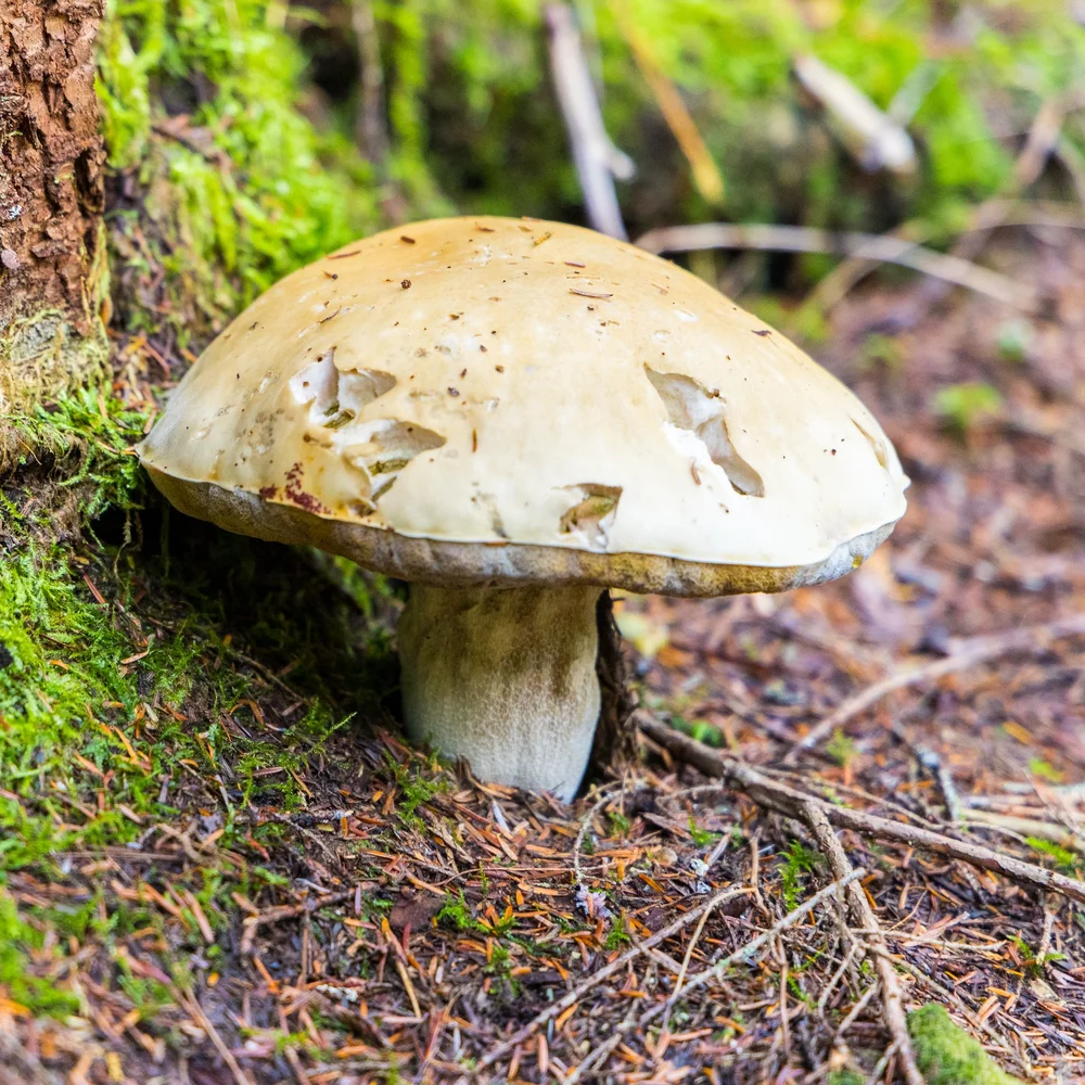  These were the ones that caught our attention in the forest, from the trail. They were huge! 