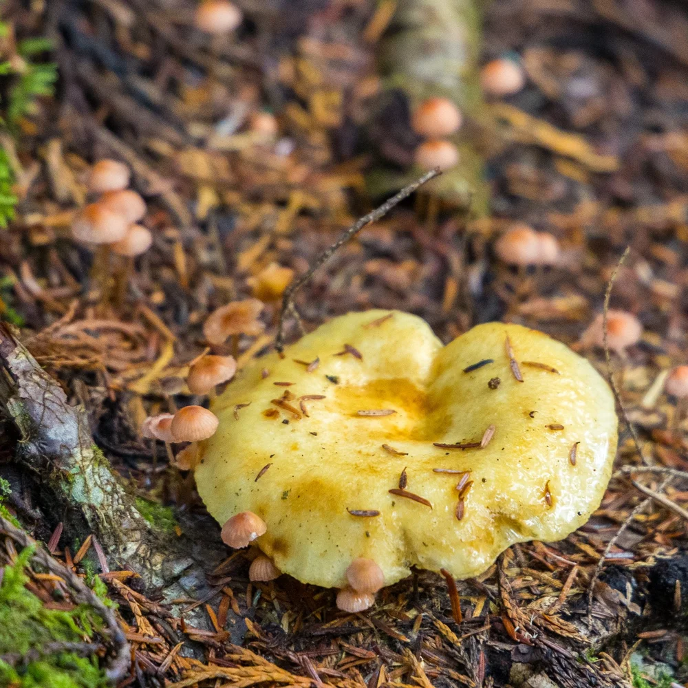  There were even mushrooms growing on mushrooms. 