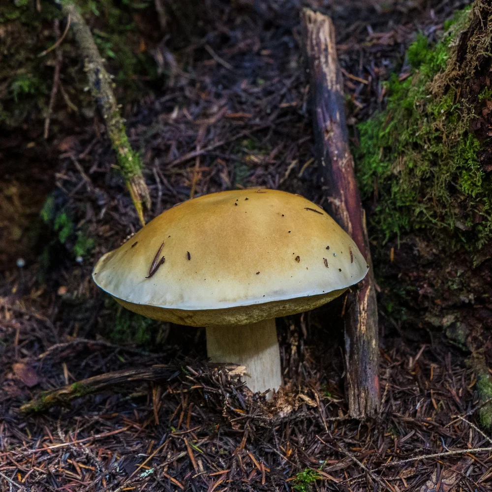 09 Sea to Sky - 21.jpeg