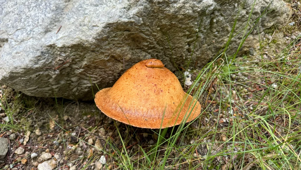  This one looked ready made for someone or something to be living under it.  