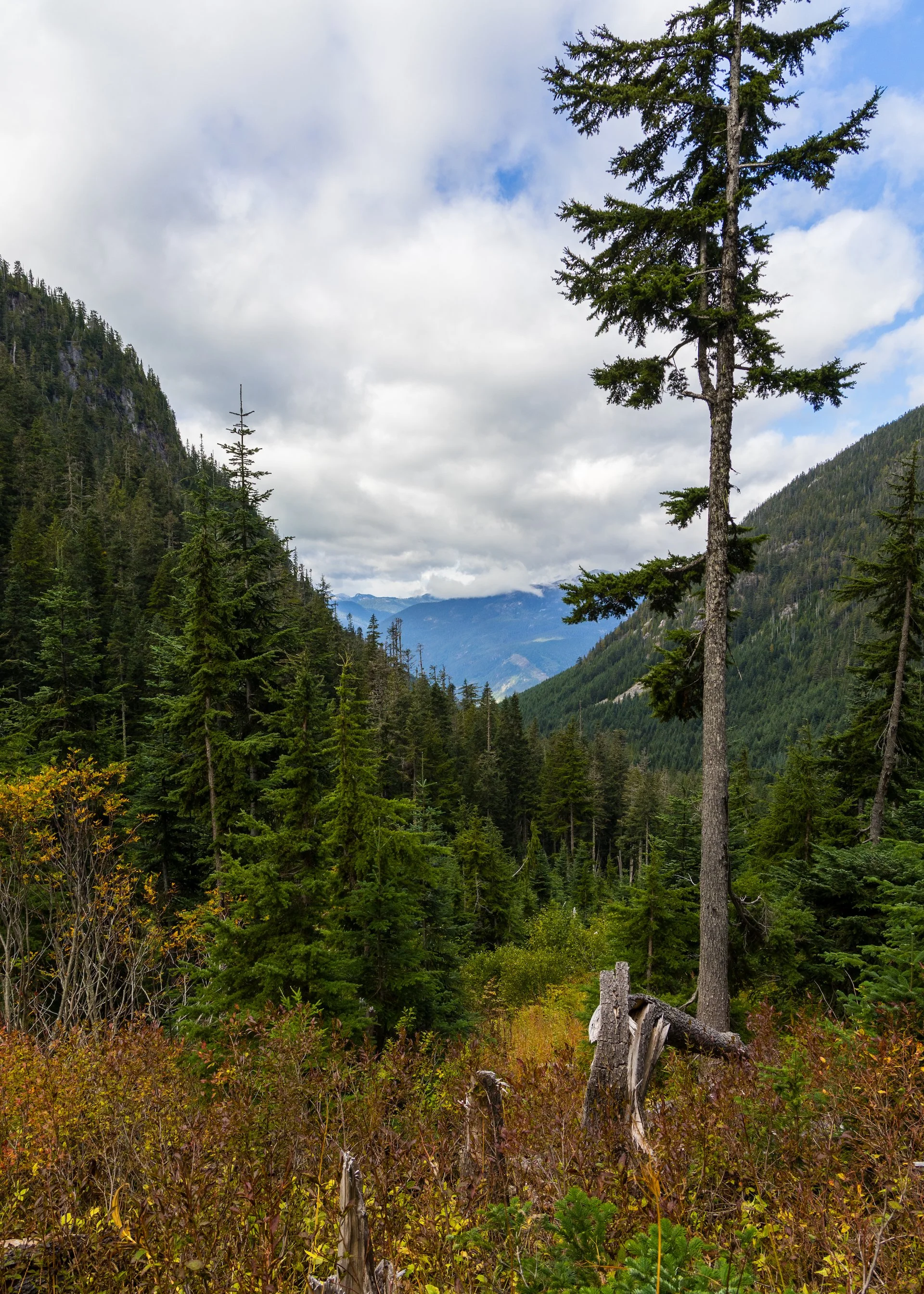 You could see the start of fall creeping into the colours in the foliage.
