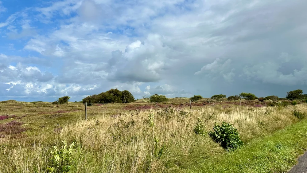  A typical view, with lots of heather in the fields.  