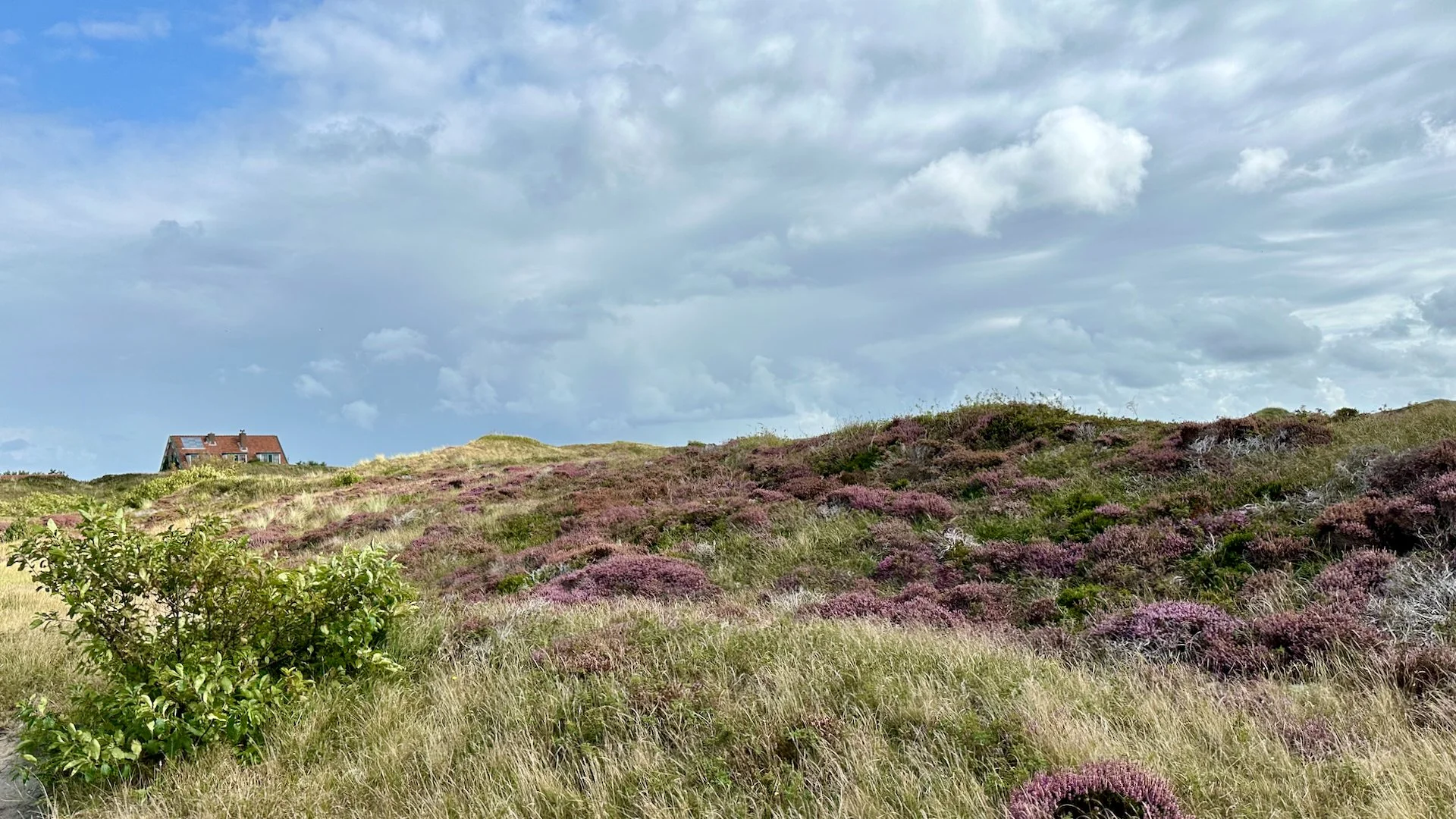  Heather everywhere! 
