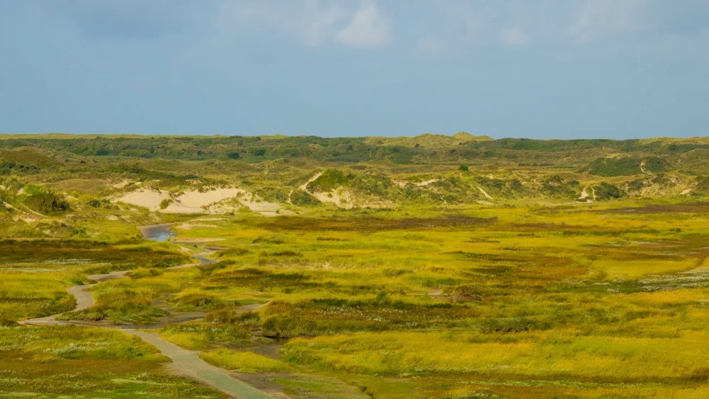  You can see the main path heading out amongst the dunes.  
