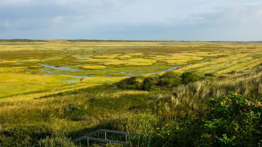  At the bottom of the image, the stairs leading down to the dunes. 