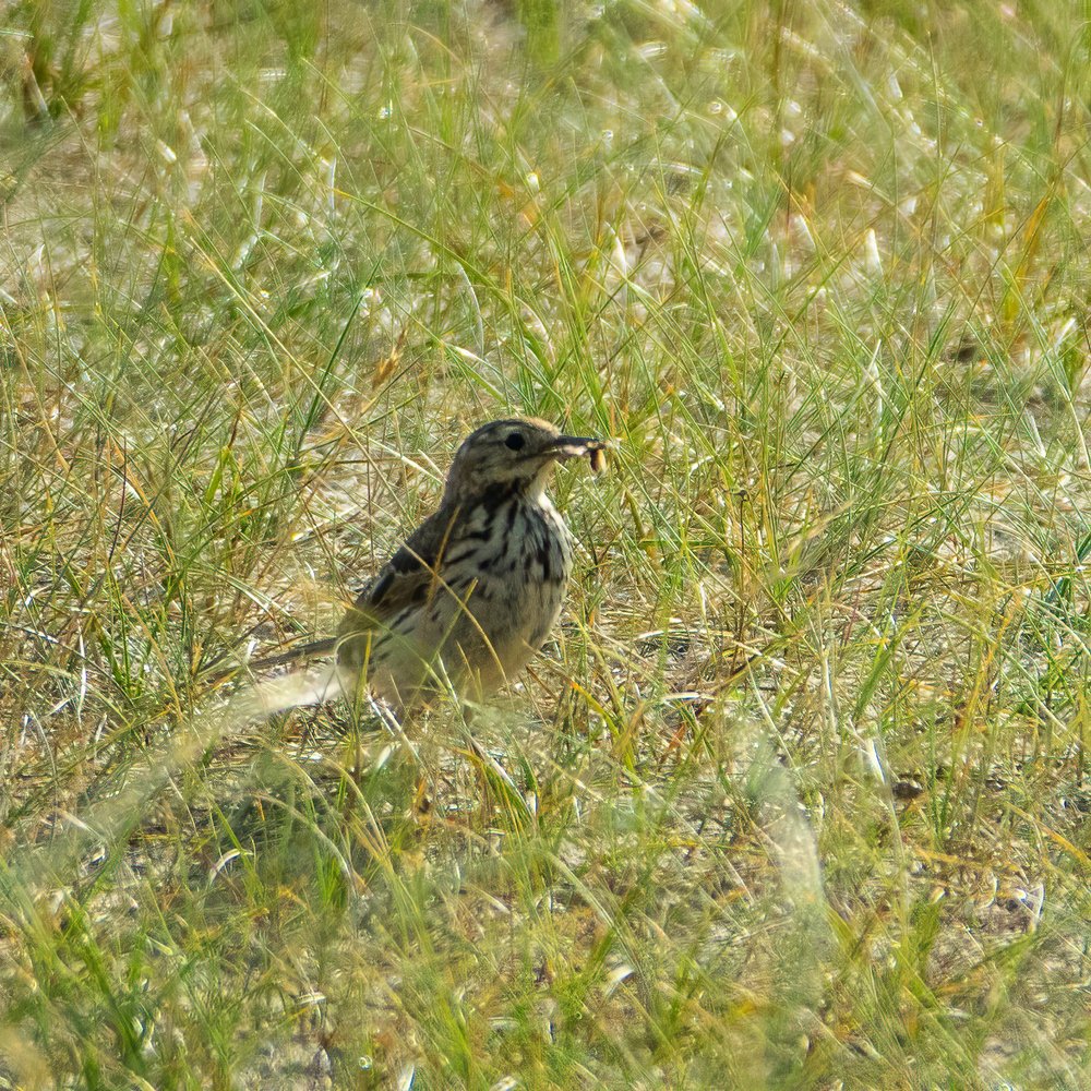  I believe this is a Meadow Pipit - a new one for me. 