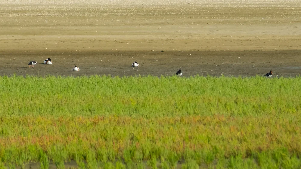  Eurasian Oyster catchers. Very similar ot the ones near us, but also new. 