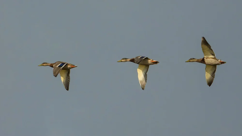  Just mallards - but caught them well in flight.  