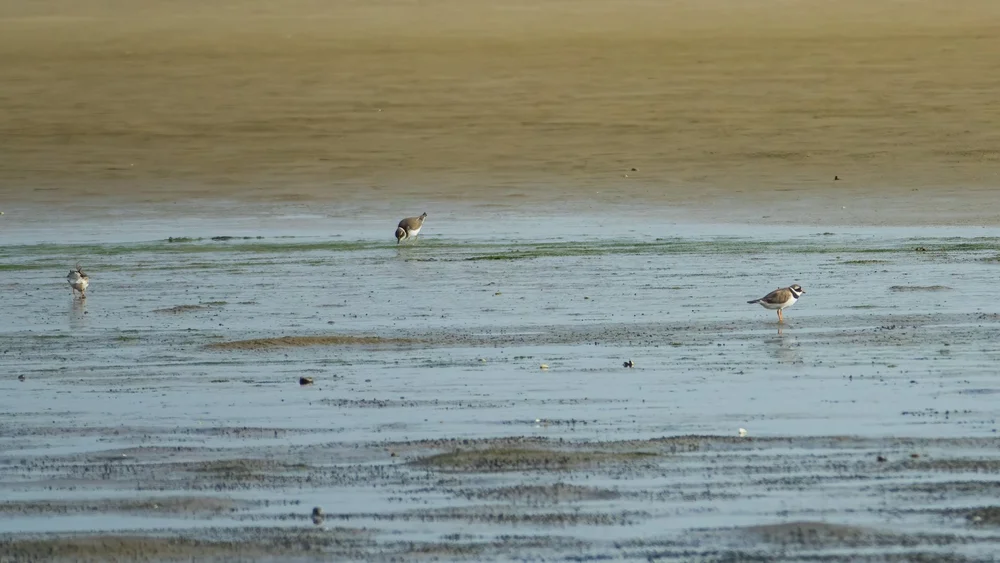  Common Ringed Plovers 