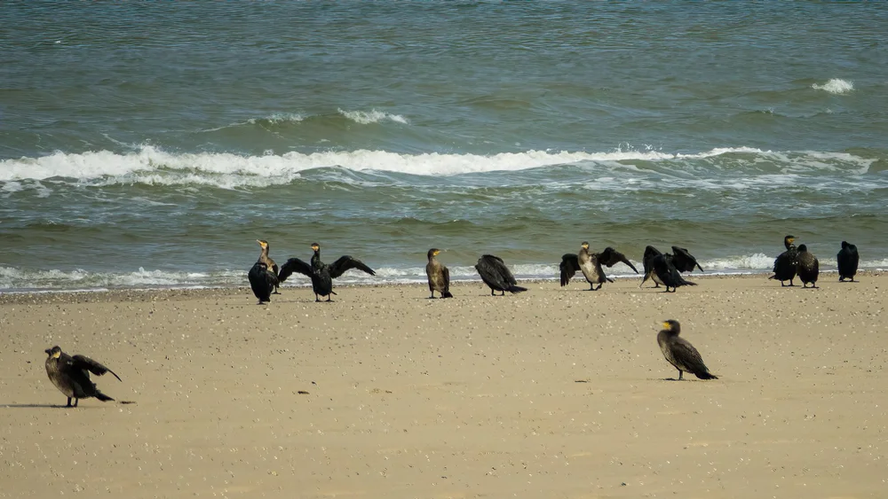  There was a big flock of cormorants hanging out on the beach.  