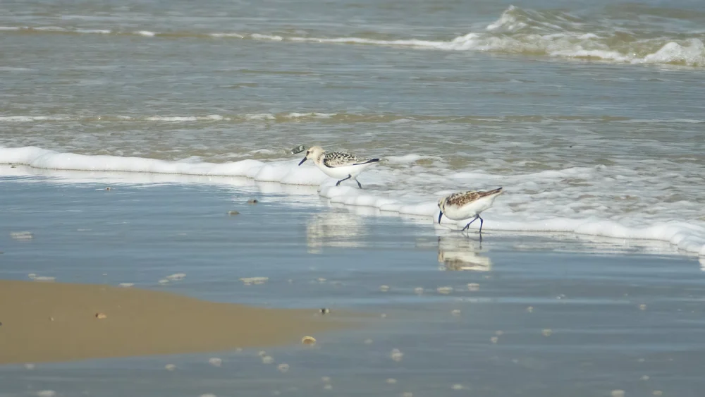  I was not able to properly identify these little shore birds.  