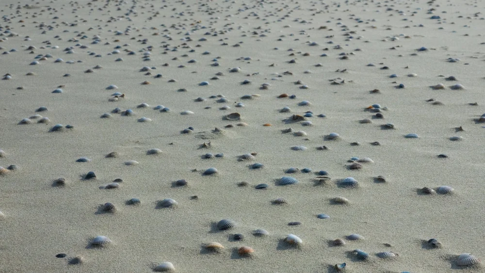  This stretch of the beach was covered in shells! 