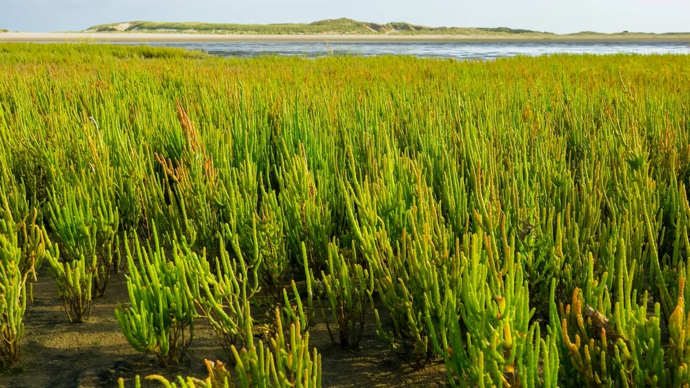  I find this stuff to be so cool - and there was a whole field of it! 