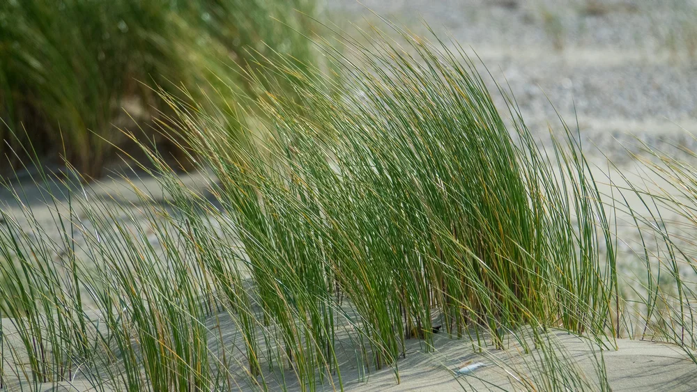  There was a lot of very interesting grasses among the dunes.  