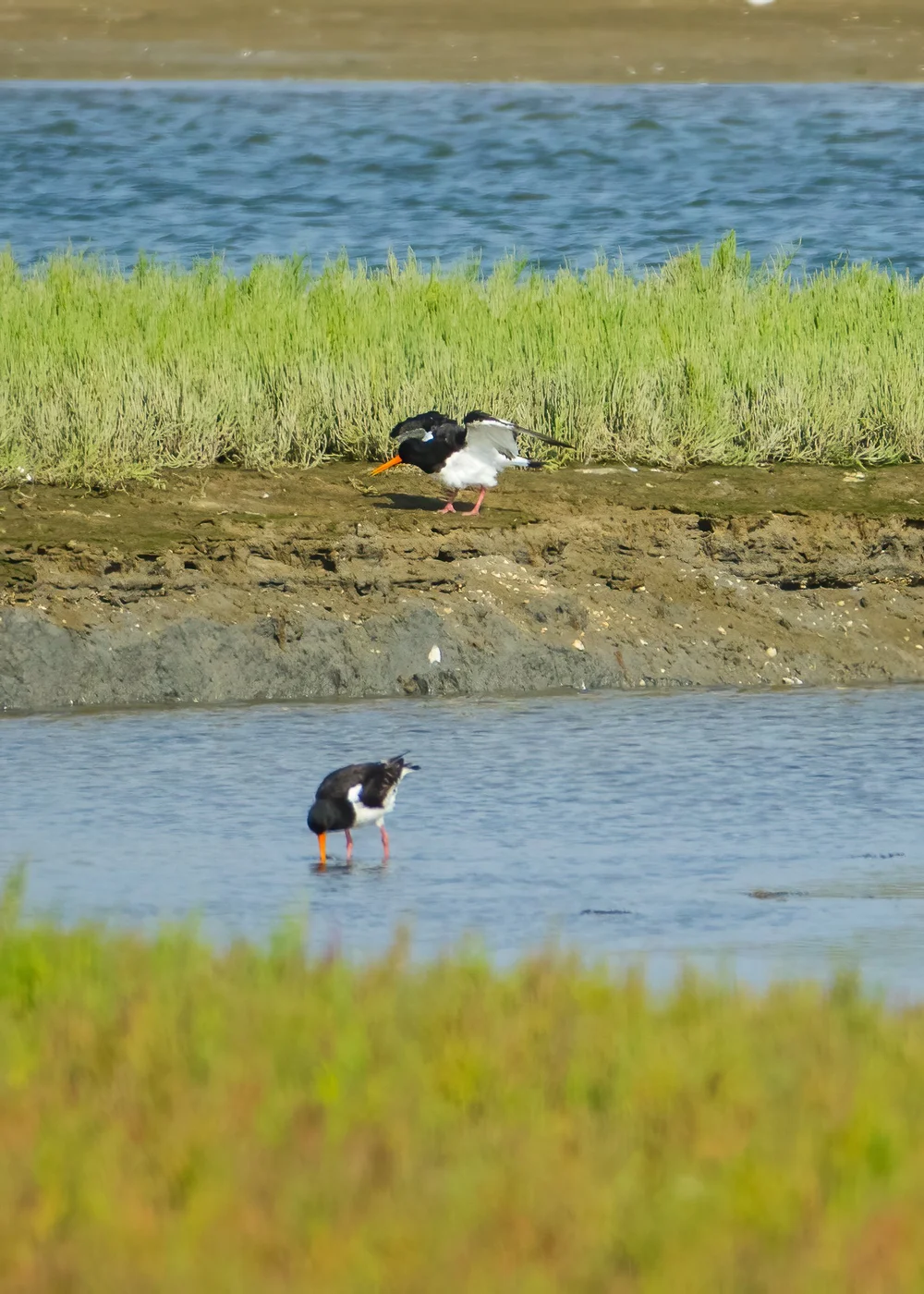  More oystercatchers. 