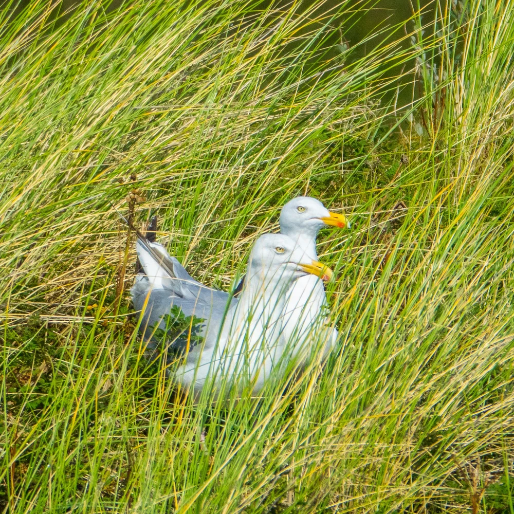  Despite it being late in the year, there were still nesting gulls in the dunes. 