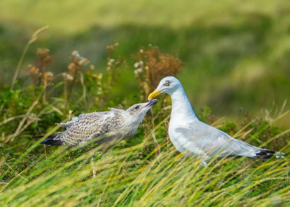  The juveniles were in some cases bigger than the parents, but still getting fed. 