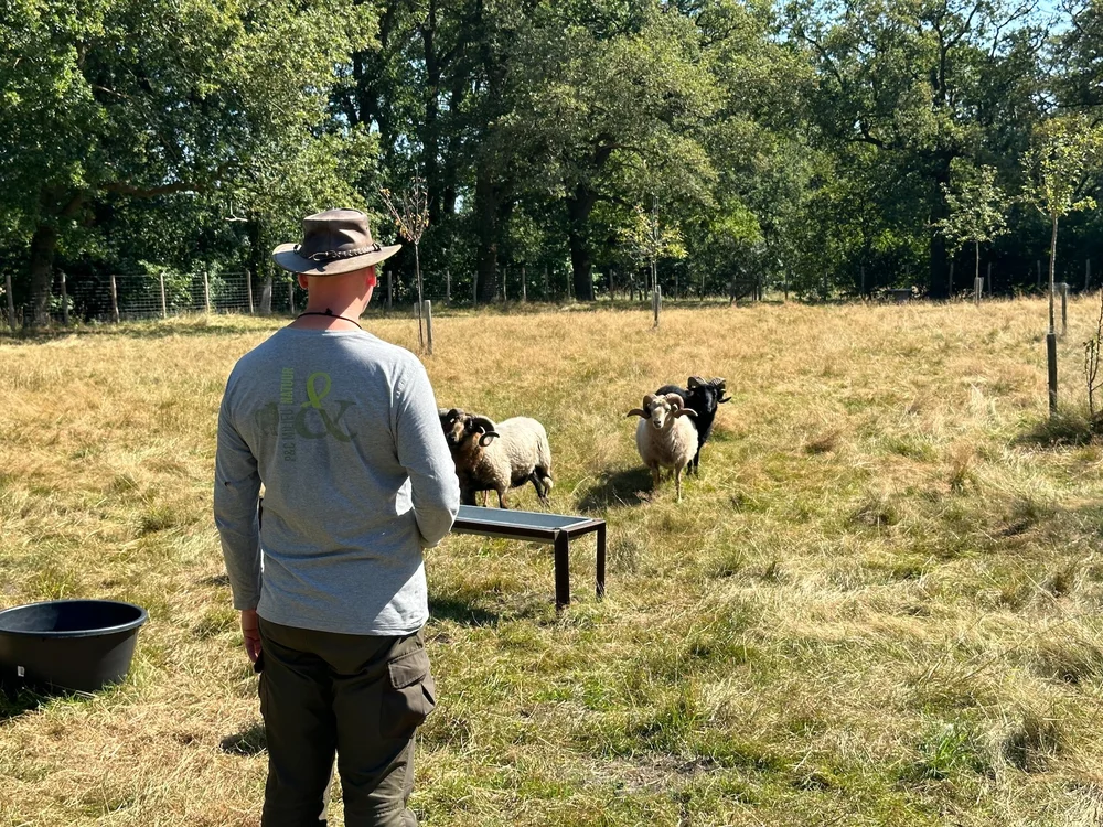  We didn’t get the full demonstration today, but it was still cool to see the dogs and sheep, and how they interact.  