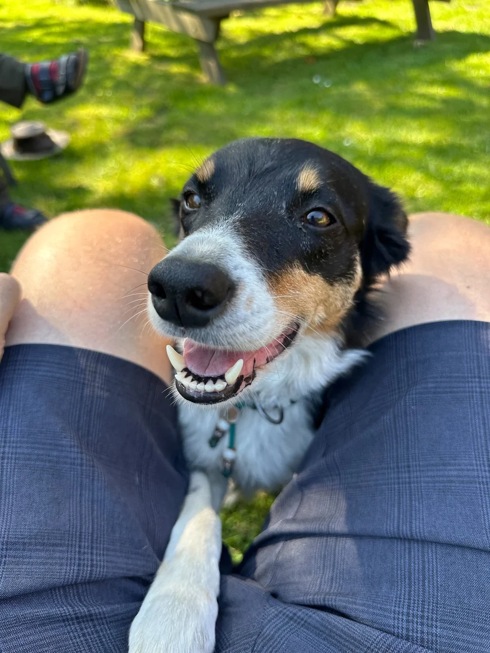  There was a lot of dog time over the next few days… look at that face. 