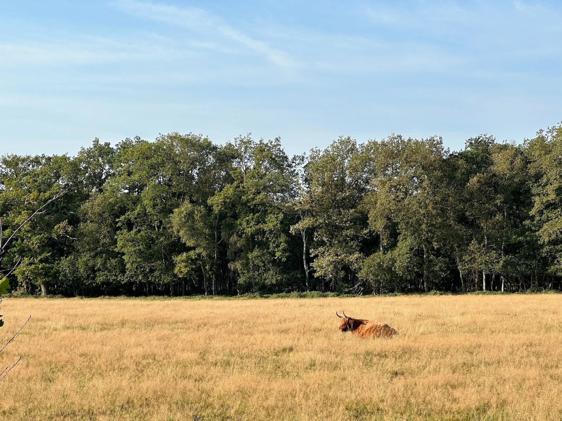  Edwin’s place is within a National Park, and he had mentioned that there was a (very) small herd of Scottish Cattle that roam. Not exactly wild, but not controlled. On Sunday morning, they were in the field next to the house! 