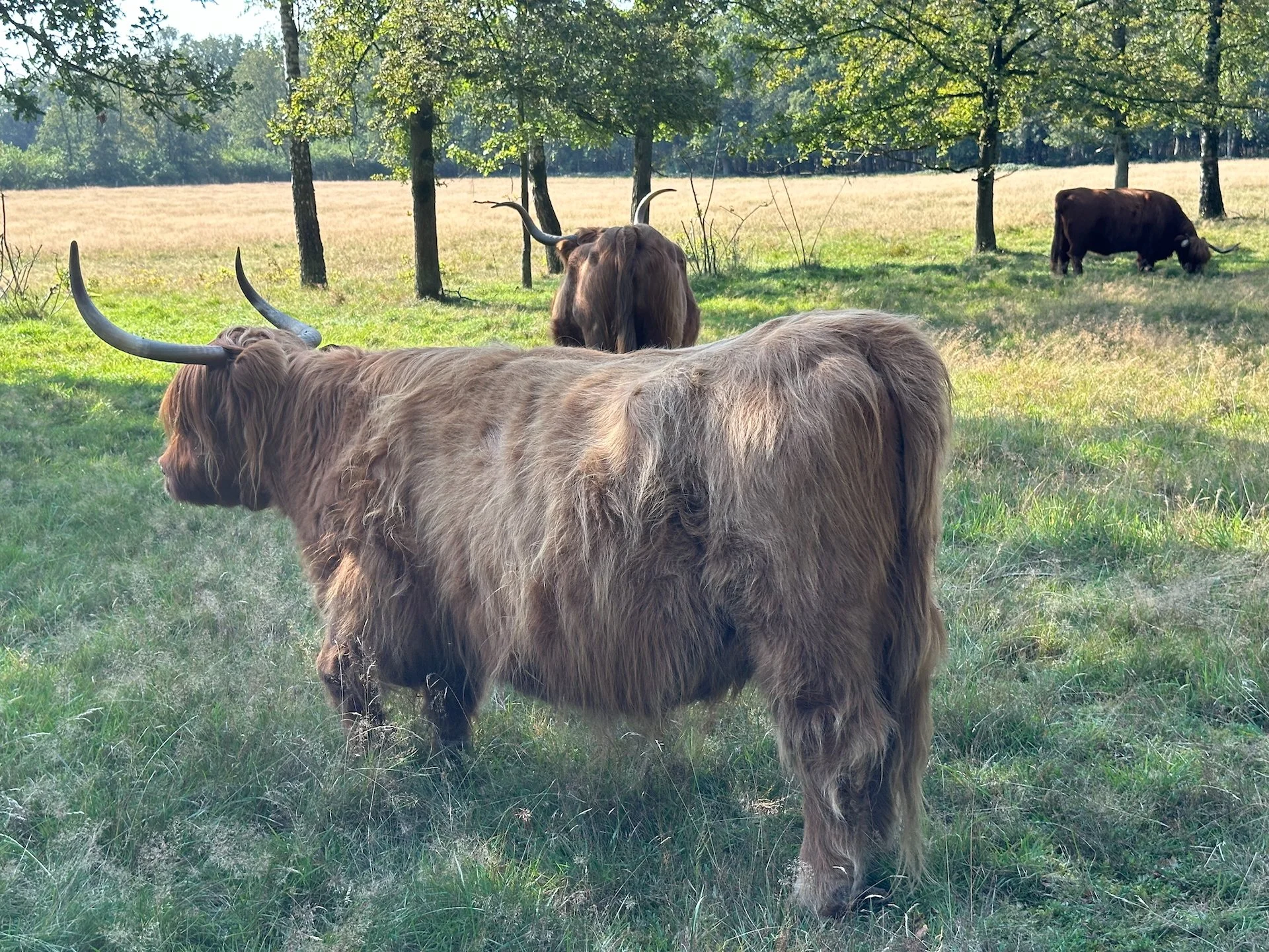  They eventually wandered right up to the fence beside the house, so we got a great, close-up view. 