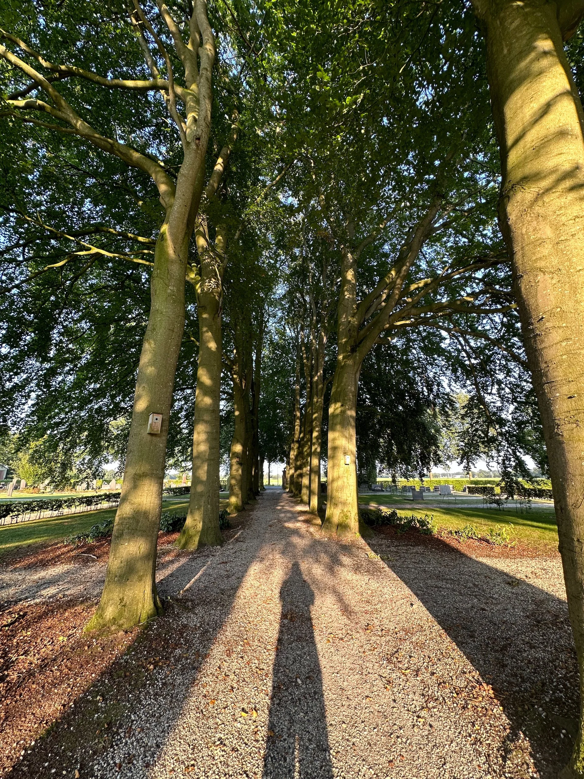  There were some huge, beautiful trees in the cemetery.  