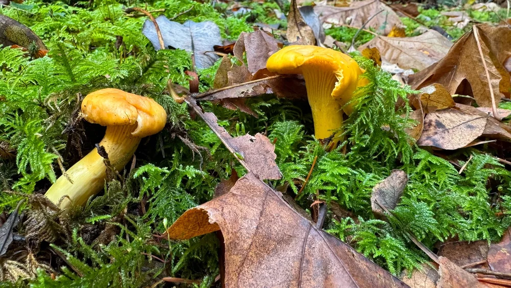  Chanterelles growing up out of the moss and leaf litter. 