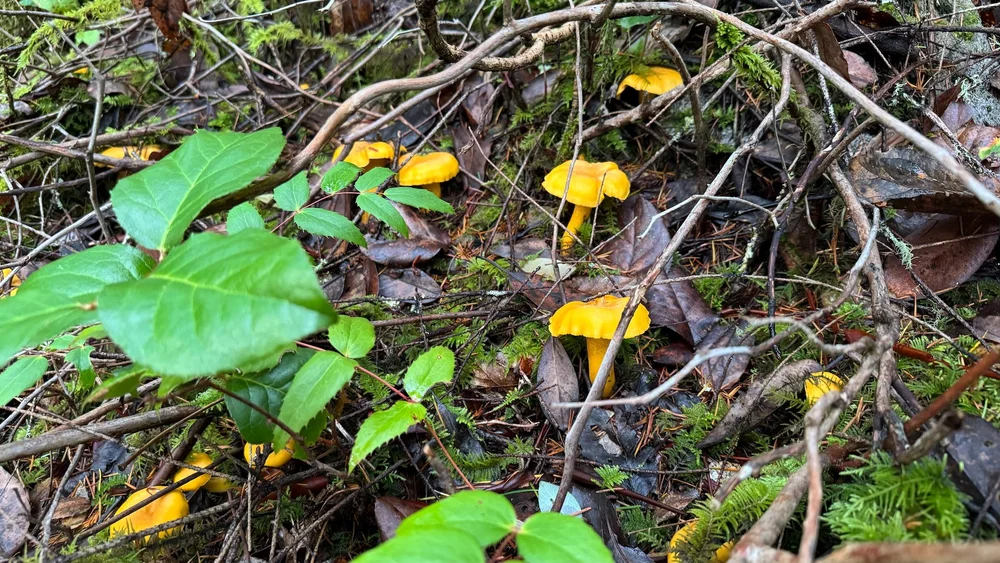  There were so many! It was super easy to pick as many as you could eat.  