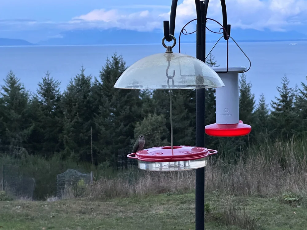  We still have 3-4 Anna’s Hummingbirds hanging around. We keep them well fed.  
