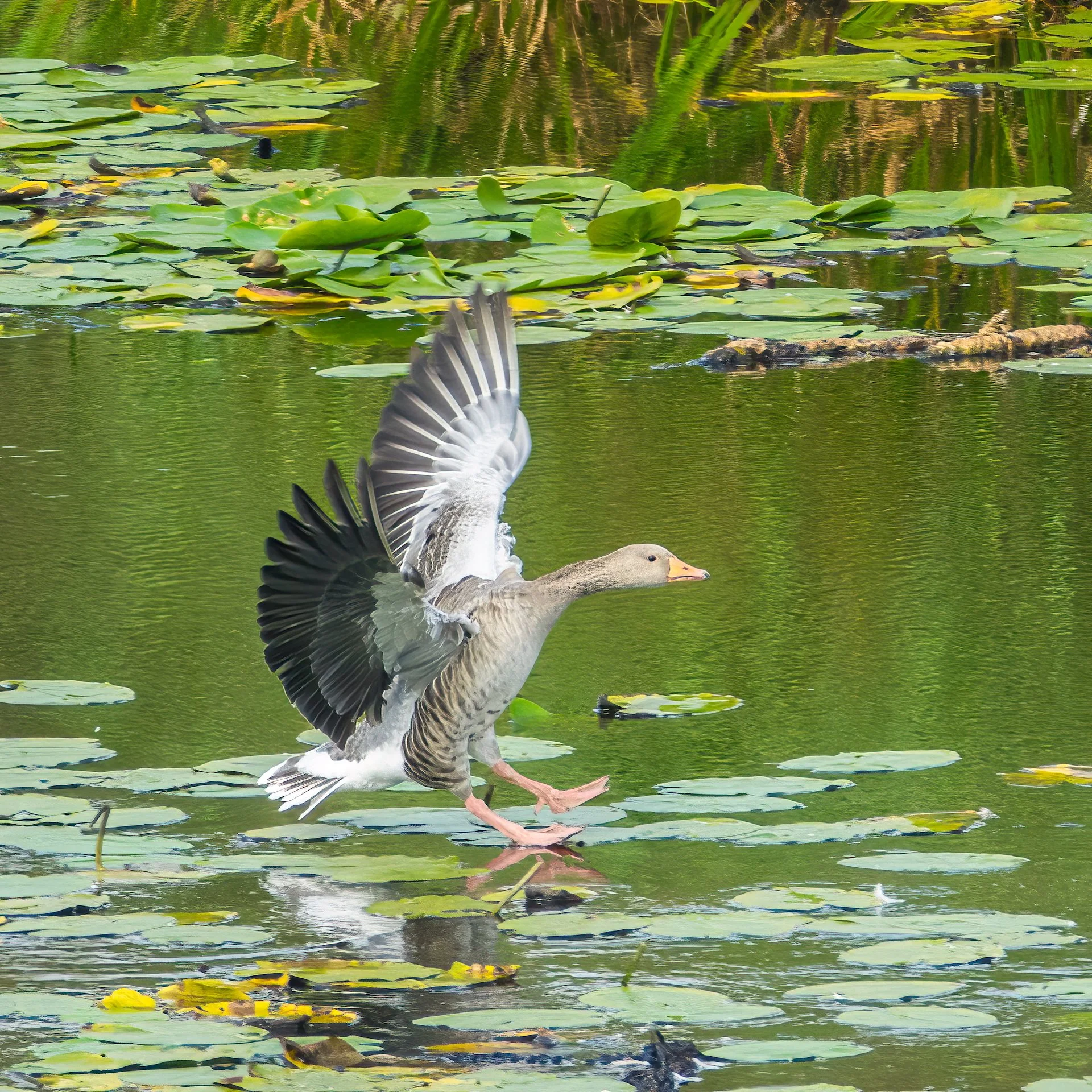 Greylag goose coming in for a landing.