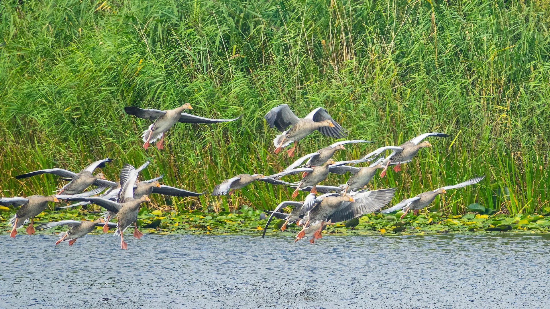 Sadly, it was almost all geese that we had seen before.