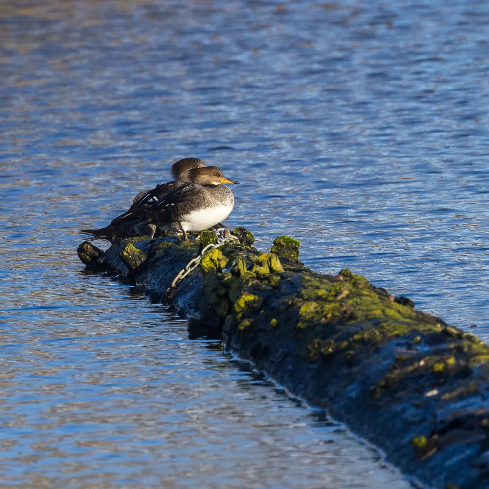 Female Hooded Mergansers