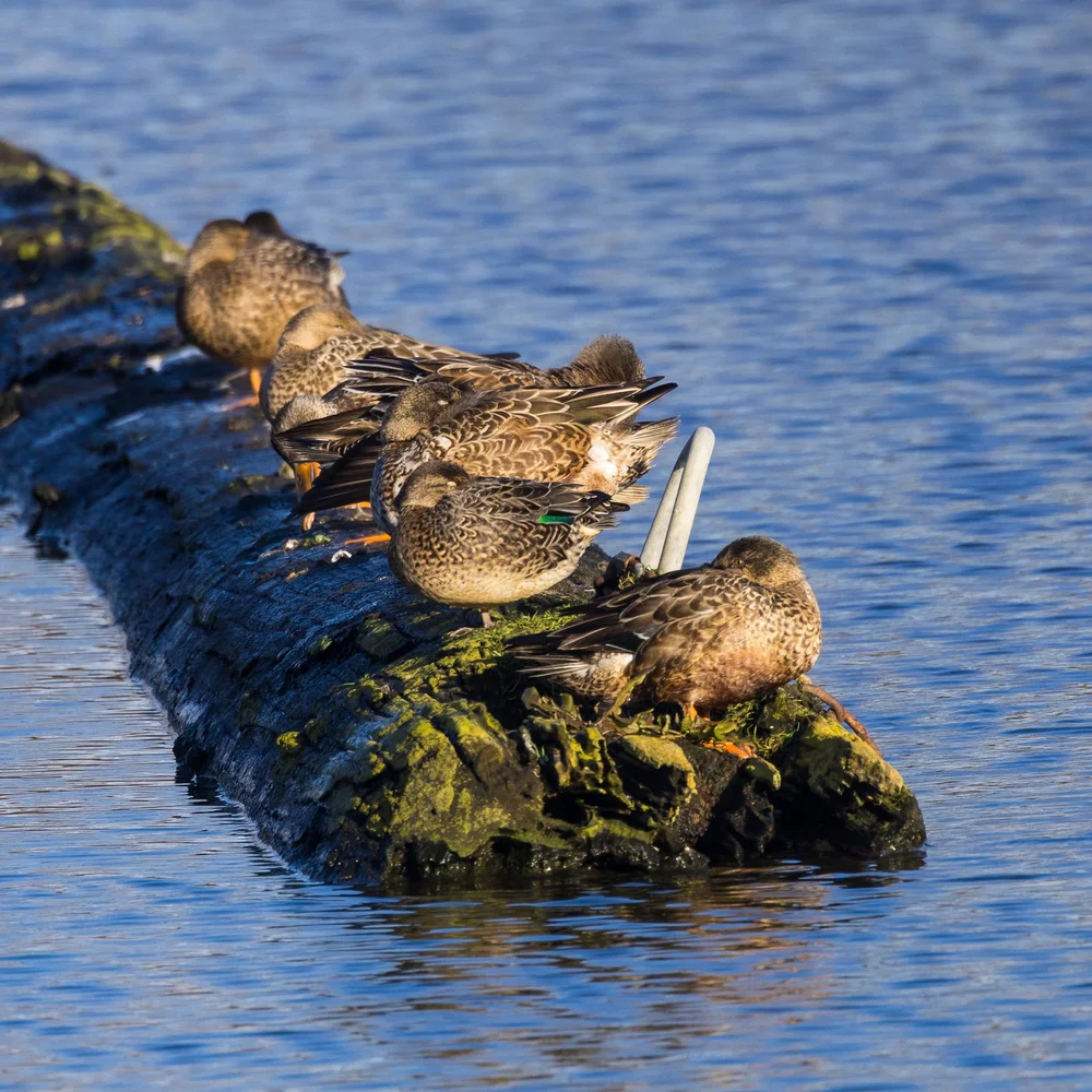 Just Mallards…