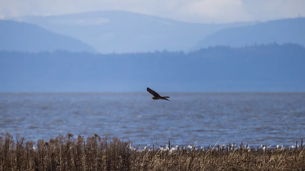  A Northern Harrier, out over the marsh. 